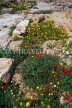 CYPRUS, Paphos, Kato Paphos, wild flowers amidst ancient ruins, CYP414JPL