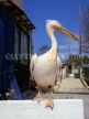 CYPRUS, Paphos, The Pelicans of Paphos, Pelican perched on wall, CYP483JPL