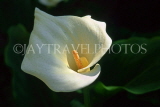 CYPRUS, Paphos, large white Arum Lily, CYP468JPL