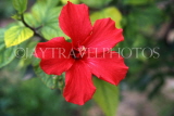 CYPRUS, Paphos, red Hibiscus flower, CYP460JPL