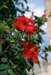 CYPRUS, Paphos, red Hibiscus flowers, CYP461JPL