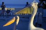 CYPRUS, Paphos, the Pelicans of Paphos, CYP143JPL