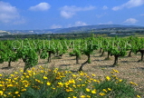 CYPRUS, Paphos area, Vineyards, CYP378JPL