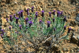 CYPRUS, Troodos Mountains, Mirafora flowers, CYP458JPL