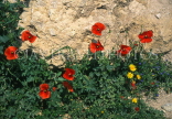 CYPRUS, wild flowers, Poppies against stone wall, CYP473JPL