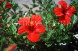 Canary Isles, LANZAROTE, red Hibiscus flowers, LAZ224JPL