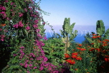 Canary Isles, TENERIFE, Puerto de la Cruz, Botanical Gardens, Bougainvillea and Poinsettia, TEN718JPL
