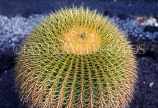 Canary Isles, TENERIFE, Puerto de la Cruz, Botanical Gardens, large Cactus, SPN1279JPL