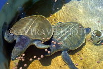 Cayman Islands, GRAND CAYMAN, Cayman Turtle Farm, turtles swimming, CAY224JPL