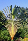 Cayman Islands, GRAND CAYMAN, Queen Elizabeth II Botanic Gardens, Travellers Palm tree, CAY222JPL