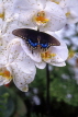 Channel Islands, JERSEY, Butterfly Centre, butterfly on orchids, UK312JPL