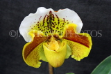 Channel Islands, JERSEY, Eric Young Orchid Foundation, Paphiopedilum Orchid, UK10439JPL