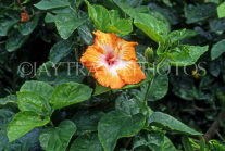 DOMINICAN REPUBLIC, North Coast, Playa Dorada, Hibiscus flower, DR349JPL