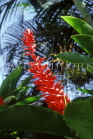 DOMINICAN REPUBLIC, North Coast, Puerto Plata, red Ginger flower, DR353JPL