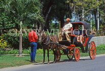 DOMINICAN REPUBLIC, North Coast, Puerto Plata area, horse & carriage ride for tourists, DR414JPL