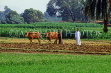 EGYPT, Luxor, farmer ploughing field with bullocks, EGY80JPL