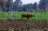 EGYPT, Luxor, farmer ploughing field with bullocks, EGY81JPL