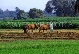 EGYPT, Luxor, farmers ploughing field with bullocks, EGY79JPL
