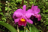 FIJI, Viti Levu, Nadi, Garden of the Sleeping Giant, Cattleya Orchid, FIJ1294JPL