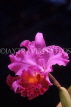 FIJI, Viti Levu, Nadi, Garden of the Sleeping Giant, Cattleya Orchid, FIJ709JPL