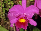FIJI, Viti Levu, Nadi, Garden of the Sleeping Giant, Cattleya Orchid, FIJ736JPL