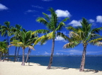 FIJI, Viti Levu, Nadi Bay area, coast and coconut trees, near Sheraton Hotel, FIJ616JPL