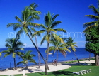 FIJI, Viti Levu, Nadi Bay area, coast and coconut trees, near Sheraton Hotel, FIJ647JPL