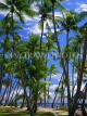 FIJI, Viti Levu, Yanuka Island, coconut tree and coast, near Fijian Hotel, FIJ112JPL