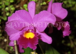 FIJI, Viti Levu, flowers, Cattleya Orchid, FIJ100JPL