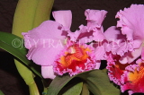 FIJI, Viti Levu, flowers, Cattleya Orchids, FIJ719JPL