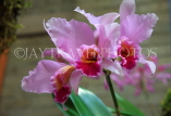 FIJI, Viti Levu, flowers, Cattleya Orchids, FIJ720JPL