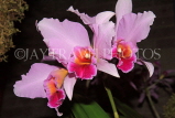 FIJI, Viti Levu, flowers, Cattleya Orchids, FIJ722JPL