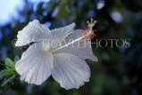 FIJI, Viti Levu, white Hibiscus flower, FIJ718JPL