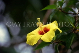 FIJI, Viti Levu, yellow Hibiscus flower, FIJ716JPL