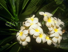 FIJI, Viti Levu Island, Frangipani (Plumeria) flowers, FIJ690JPL