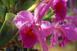 FIJI, Viti Levu Island, Yanuca Island, Cattleya Orchids, FIJ700JPL