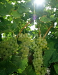 FRANCE, Dordogne, vineyard, grapes on vine, FRA101JPL