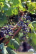 FRANCE, Languedoc-Roussillon, Faugeres Village, grapes in vine, FRA635JPL