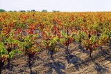FRANCE, Languedoc-Roussillon, countryside (nr Capestang), harvested vineyards (autumn), FRA931JPL