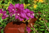 FRANCE, Provence, Cote d'Azure, MONACO, Bougainvillea flowers, FRA2091JPL