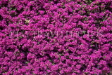 FRANCE, Provence, Cote d'Azure, MONACO, Monte Carlo, wall covered with Bougainvillea, FRA352JPL