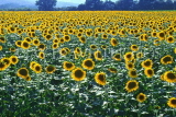 FRANCE, Provence, Sunflower field, FRA560JPL