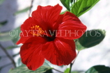 GAMBIA, Bakau, red Hibiscus flower, GAM1006JPL