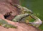 GAMBIA, Bakau Crocodile Pool, GAM854JPL