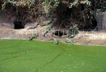GAMBIA, Bakau Crocodile Pool, GAM988JPL