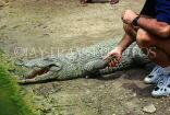 GAMBIA, Bakau Crocodile Pool, tourist touching crocodile, GAM989JPL