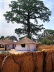 GAMBIA, Juffureh village (of 'Roots' fame), houses and Cotton Silk tree (Kapok), GAM885JPL