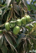 GAMBIA, Serekunda, Mango tree with fruit, GAM1002JPL