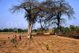 GAMBIA, countryside, Baobab trees and children playing, GAM993JPL