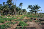 GAMBIA, farmed land, palm trees and vegetables, GAM935JPL